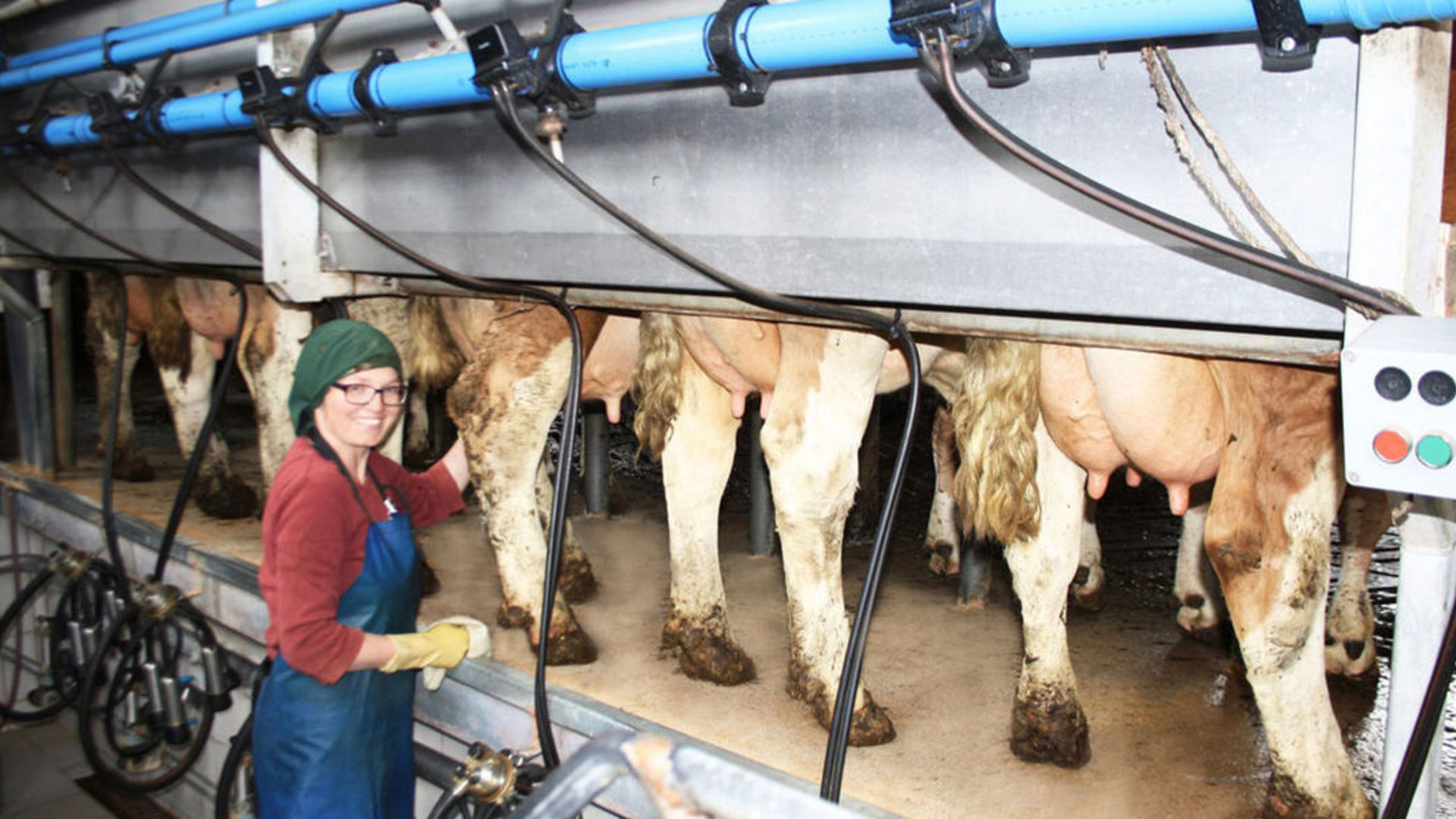 Milchmelken auf dem Urlaubsbauernhof im Chiemgau
